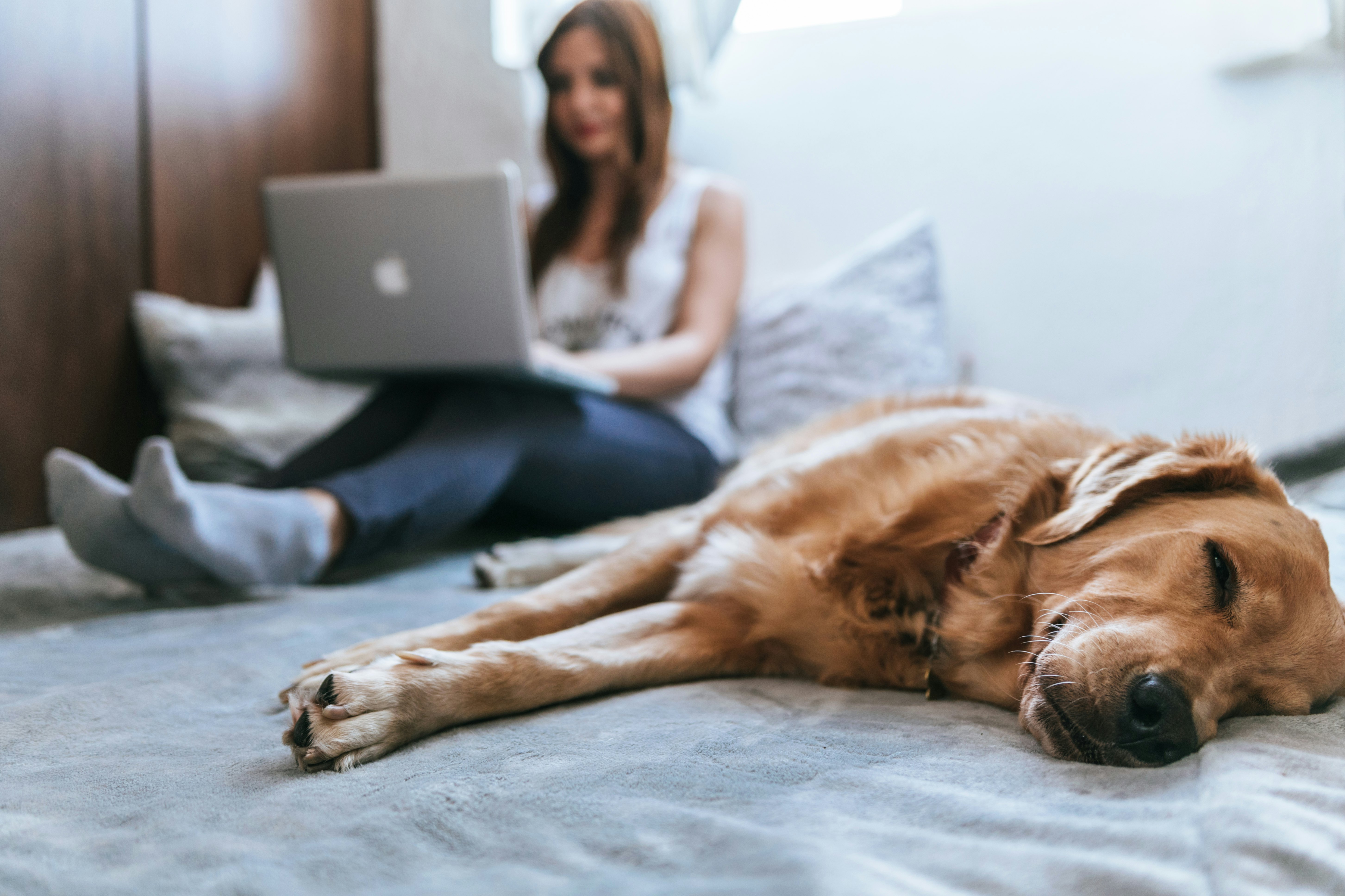 Schlafender Hund und Hundebesitzerin auf dem Sofa