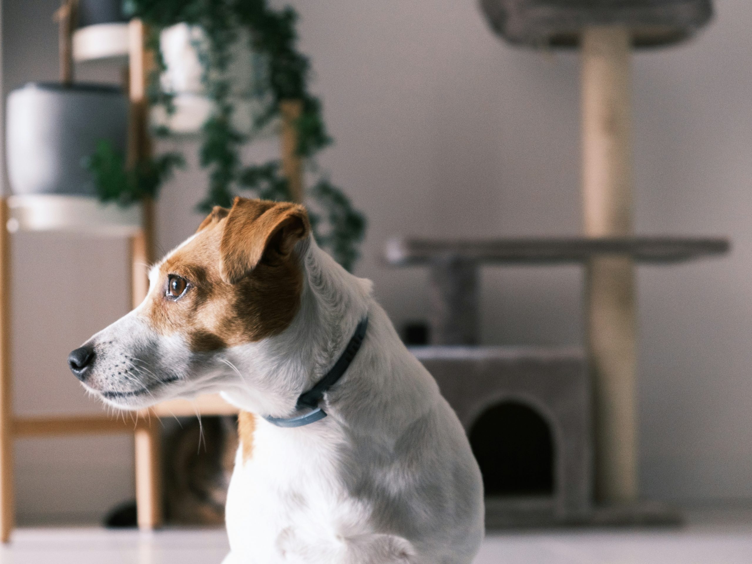 Hund im Wohnzimmer